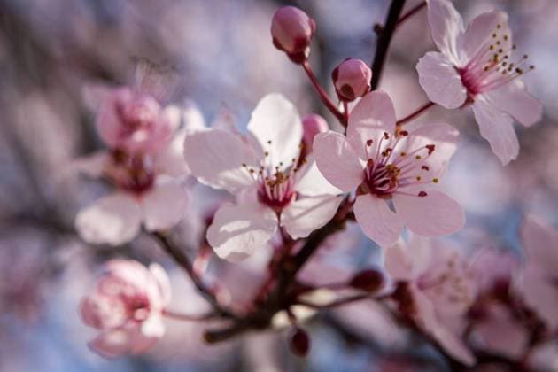 Beautiful pink spring blossom on the branch of a sakura, or Japanese Flowering Cherry tree, against a blue sky, symbolic of the freshness of spring, model released, , property released, , 13982692.jpg, blossom, blue, botanical, branch, cherry, closeup, cluster, cultivated, floral, flowering, flowers, fresh, garden, gardening, horticulture, japanese flowering cherry, ornamental, pink, prunus, sky, spring, springtime, symbolic, sakura, fragrant, pollination, shallow dof, stamens, growing, blooming, flora, plant, tree, beauty, sunshine, delicate, fragile, scent, twig, nature,