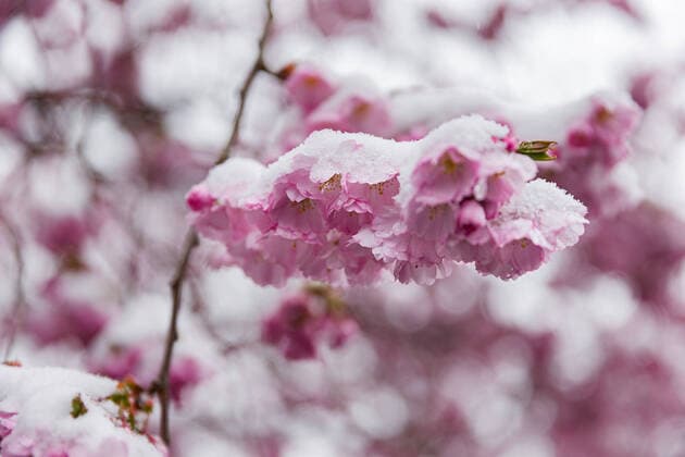 News Themen der Woche KW13 News Bilder des Tages 01.04.2022, Wintereinbruch im April Der Winter ist noch einmal mit voller Wucht zurueck gekommen. Hier ein Kirschbaum der bereits blueht. Vergangenen Sonntag waren es noch um die 20 Grad Celsius, nun liegt die Temperatur um den Gefrierpunkt und in der Nacht soll es sogar auf Minus Acht Grad Celsius zurueck gehen. Bad Brückenau Bayern Deutschland *** 01 04 2022, winter onset in April The winter has once again come back with full force Here a cherry tree that is already blossoming Last Sunday it was still around 20 degrees Celsius, now the temperature is around the freezing point and at night it should even go back to minus eight degrees Celsius Bad Brückenau Bavaria Germany