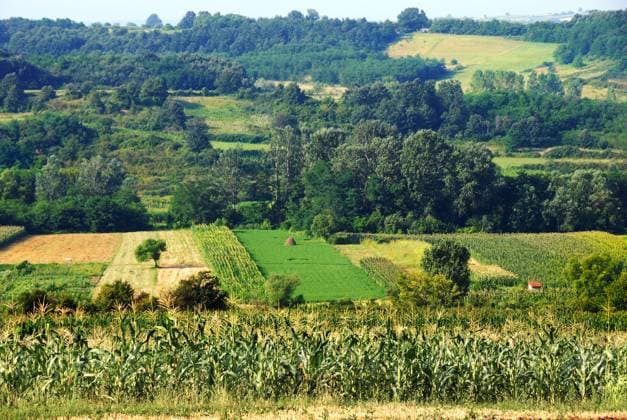 IMAGO Creative, Biodynamische Landwirtschaft yellow fields and green meadows of rural Serbia , 2266457.jpg, rural, serbia, serbian, field, fields, meadow, meadows, green, agricultural, agriculture, countryside, farm, farmland, garden, balkan, spring, plant, summer, outdoors, planting, corn, landscape, view, hill, agronomy, cultivate, cultivated, organic, outdoor, produce, scenic, valley, grapes, grass, vegetation, summertime, trees, wheat, growing, nature, natural, growth, vegetable,