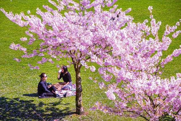 April 1, 2022, Vancouver, Vancouver, CANADA, Canada: VANCOUVER, CANADA - APRIL 1: People enjoy the sunny day under cherry trees on April 1, 2022 in Vancouver, Canada. .Cherry blossom trees are origin in Japan, which is very successful for colour palette ranging from soft white to delicate rose to deep and glorious pink, cherry blossoms have long been a symbol of springtime in Vancouver, Canada. Vancouver Canada - ZUMAp175 1010981799st Copyright: xClo LioxTomazx
