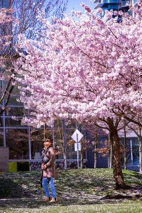 April 1, 2022, Vancouver, Vancouver, CANADA, Canada: VANCOUVER, CANADA - APRIL 1: A man enjoy the sunny day under cherry trees on April 1, 2022 in Vancouver, Canada. .Cherry blossom trees are origin in Japan, which is very successful for colour palette ranging from soft white to delicate rose to deep and glorious pink, cherry blossoms have long been a symbol of springtime in Vancouver, Canada. Vancouver Canada - ZUMAp175 1010981816st Copyright: xClo LioxTomazx