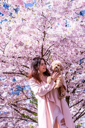 April 1, 2022, Vancouver, Vancouver, CANADA, Canada: VANCOUVER, CANADA - APRIL 1: A woman with her dog pose for photos under a cherry trees on April 1, 2022 in Vancouver, Canada. .Cherry blossom trees are origin in Japan, which is very successful for colour palette ranging from soft white to delicate rose to deep and glorious pink, cherry blossoms have long been a symbol of springtime in Vancouver, Canada. Vancouver Canada - ZUMAp175 1010981859st Copyright: xClo LioxTomazx