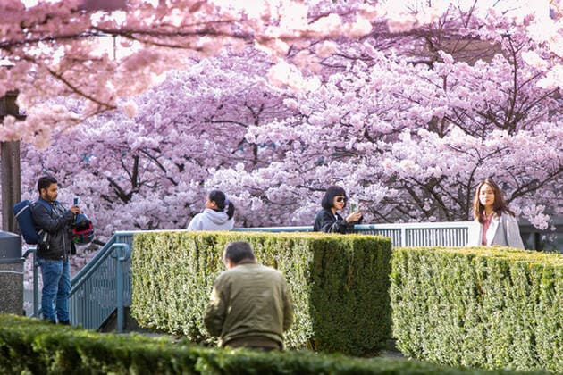 April 1, 2022, Vancouver, Vancouver, CANADA, Canada: VANCOUVER, CANADA - APRIL 1: People pose for photos under cherry trees on April 1, 2022 in Vancouver, Canada. .Cherry blossom trees are origin in Japan, which is very successful for colour palette ranging from soft white to delicate rose to deep and glorious pink, cherry blossoms have long been a symbol of springtime in Vancouver, Canada. Vancouver Canada - ZUMAp175 1010981916st Copyright: xClo LioxTomazx