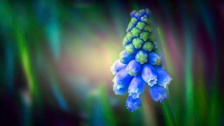  Traubenhyazinthe (Muscari), Westland, Niederlande, Europa *** Grape hyacinth Muscari , Westland, Netherlands, Europe Copyright: imageBROKER/CEZARYxMAJCHER iblcem08193307.jpg