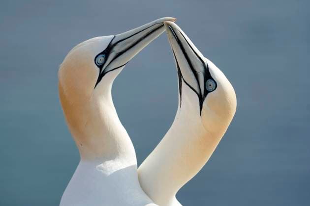 Gannet Sula bassana animal portrait, courtship behavior, Helgoland Island, Schleswig Holstein, wildlife, Germany, Europe Copyright: imageBROKER/RonaldxWittek ibxron08192250.jpg