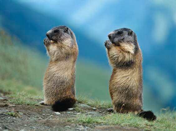 Creative Highlights World Two Marmots , 10003234.jpg, Eating, Two animals, Grass, Marmot, Profile, Outdoors, Wildlife, Nobody, Photography, Rodent, Mammal, Rodentia, 2, 2 animals, two, pair, wild, wild animal, nature, Natural world, Animals, outside, grasses, grassy, eat, Marmots, Rodents,