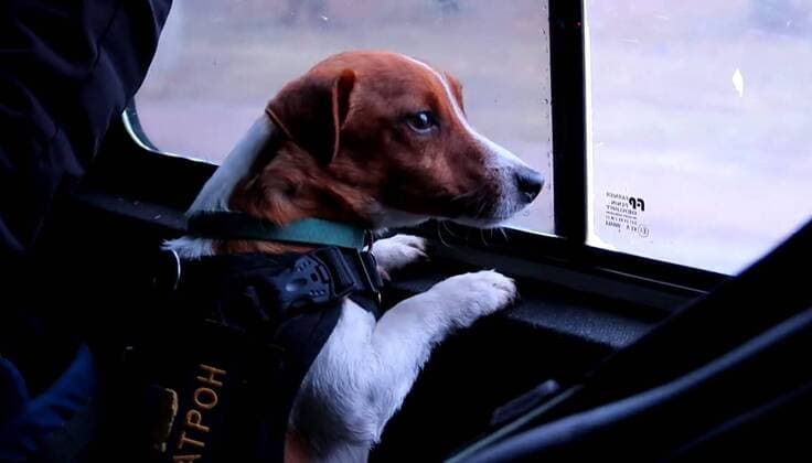 These images and video, published Monday (04April2022), show Ukrainian minesweeping squads? most adorable member Patron (aka ?Bullet? in translation) hard at work in the Chernihiv region. The Jack Russell terrier has become something of an internet hit for his exploits - which have involved helping Ukrainian soldiers sniff out and locate mines. According to a message from the State Emergency Service of Ukraine, the hero hound gets sad when residents of the war hit region - which bore the brunt of a Russian offensive aimed at the East of the capital, Kyiv - fail to look under their feet and call in pyrotechnics experts when they see something that might be a mine. For his efforts, Pat Copyright: xx 51369047 EDITORIAL USE ONLY. NOT FOR USE BY NEWSPAPERS BASED IN THE UK.