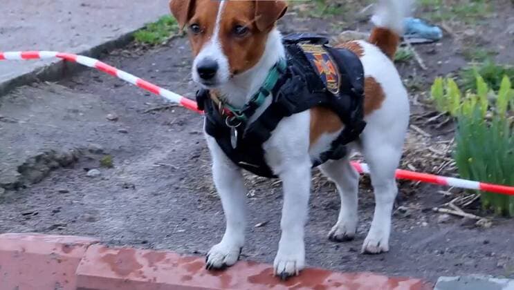 These images and video, published Monday (04April2022), show Ukrainian minesweeping squads? most adorable member Patron (aka ?Bullet? in translation) hard at work in the Chernihiv region. The Jack Russell terrier has become something of an internet hit for his exploits - which have involved helping Ukrainian soldiers sniff out and locate mines. According to a message from the State Emergency Service of Ukraine, the hero hound gets sad when residents of the war hit region - which bore the brunt of a Russian offensive aimed at the East of the capital, Kyiv - fail to look under their feet and call in pyrotechnics experts when they see something that might be a mine. For his efforts, Pat Copyright: xx 51369049 EDITORIAL USE ONLY. NOT FOR USE BY NEWSPAPERS BASED IN THE UK.