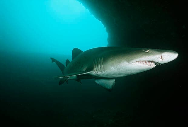 Creative Highlights World Aliwal Shoal Indian Ocean South Africa sand tiger shark (Carcharias taurus) in underwater cave , 10027404.jpg, nobody, outdoors, day, one animal, nature, animals in the wild, ocean and sea, swimming, underwater, ominous, Aliwal Shoal, Indian Ocean, South Africa, sand tiger shark, Carcharias taurus, cave, shark, fish, threats, danger, sea life,