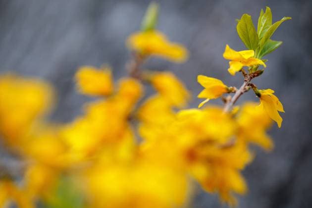 Flowers Photo taken on April 4, 2022 shows Forsythia flower, in Rijeka, Croatia. NelxPavletic PIXSELL