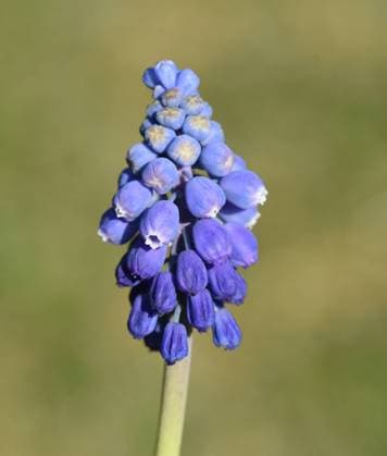 Traubenhyazinthe, Muscari latifolium ist ein Fruehblueher mit schoenen blauen Blueten. Grape Hyacinth, Muscari latifolium is an early bloomer with beautiful blue flowers. *** Grape Hyacinth, Muscari latifolium is an early bloomer with beautiful blue flowers Grape Hyacinth, Muscari latifolium is an early bloomer with beautiful blue flowers