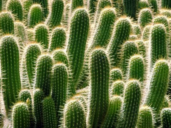 Several cactus with bright spines , 9020644.jpg, admire, africa, african, areoles, bright, Cactaceae, cacti, cactus, cactuses, Cleistocactus, contemplate, dangerous, desert, dry, Echinopsis, flower, forest, garden, green, harm, highlight, hot, hurt, injury, landscape, leaf, majorelle, Mammillaria, many, morocco, nature, pikes, plant, sense, several, sharp, spachiana, spines, stems, sun, touch, tree, Trichocereus, tubercles, wallpaper, young,