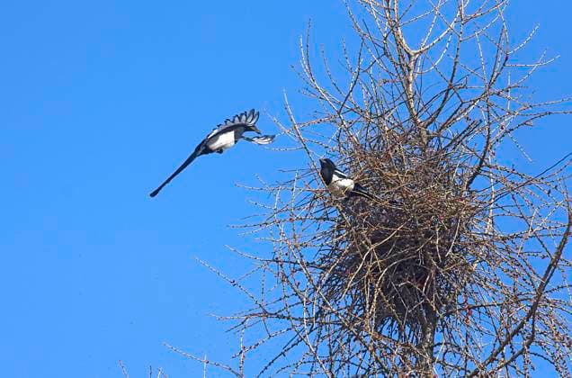  Elstern (Pica pica) beim Nestbau, Bayern, Deutschland, Europa *** Magpies Pica pica building nest, Bavaria, Germany, Europe Copyright: imageBROKER/HelmutxMeyerxzurxCapellen iblmzc08216728.jpg