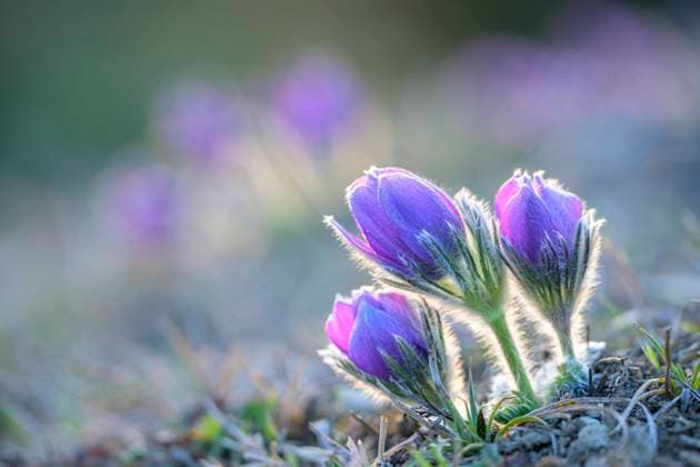  Gewöhnliche Kuhschelle (Pulsatilla vulgaris), Hessen, Deutschland, Europa *** Common cowbell Pulsatilla vulgaris , Hesse, Germany, Europe Copyright: imageBROKER/MarcusxSiebert ibxmcs08205348.jpg
