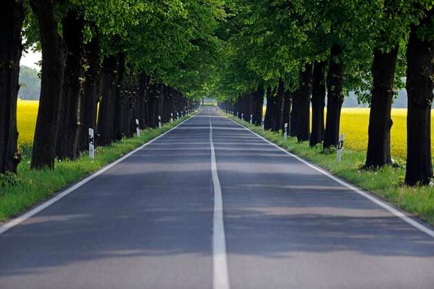 IMAGO Creative: Gesellschaft, Mobilität auf dem Land Linde (Tilia spec.), Lindenallee durch bluehende Rapsfelder, Deutschland, Brandenburg basswood, linden, lime tree (Tilia spec.), linden avenue through blooming rapeseed fields, Germany, Brandenburg BLWS665477 *** Linden Tilia spec , linden avenue through blooming rapeseed fields, Germany, Brandenburg basswood, linden, lime tree Tilia spec , linden avenue through blooming rapeseed fields, Germany, Brandenburg BLWS665477 Copyright: xblickwinkel McPHOTO I.xSchulzx