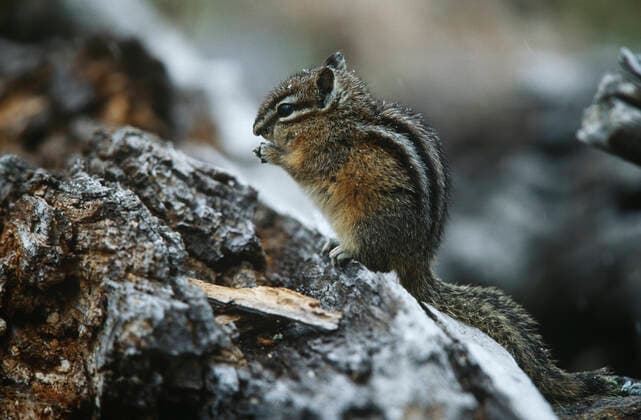 IMAGO Nature: Unsere Erde, Tiere, Gestreifte Tierarten Chipmunk standing on hind legs on rock side view , 10038602.jpg, nobody, outdoors, day, side view, standing, one animal, nature, animals in the wild, curiosity, chipmunk, rock, roddent, yellowstone national park, wildlife park, wildlife, side, view,