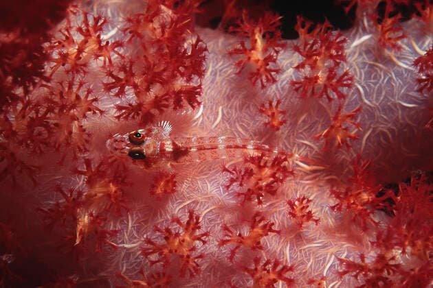 IMAGO Nature: Unsere Erde, Tiere, Tierische Meister der Tarnung Wolf goby (luposicya lupus)camouflaged among soft coral , 10039688.jpg, nobody, outdoors, day, two animals, nature, tropical climate, ocean and sea, swimming, underwater, protection, safety, Pacific Ocean, Papua New Guinea, camouflage, wolf goby, fish, soft coral, marine animal, aquatic vertebrate, Goby,