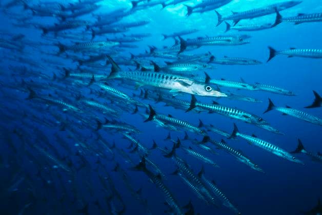 Creative Highlights World Large school of Barracuda fish , 10039706.jpg, nobody, outdoors, day, large group of animals, nature, ocean and sea, swimming, underwater, abundance, sphyraena barracuda, Soloman Islands, Pacific Ocean, Barracuda, school of fish, aquatic vertebrates, ray finned fish, fish, marine animal, tropical,