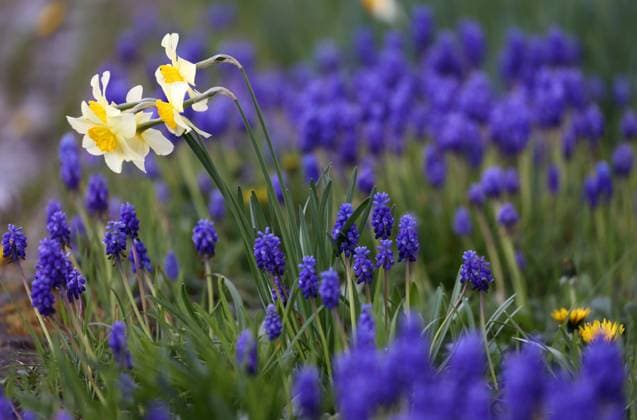 Natur 10.04.2022, Ostramodra, Traubenhyazinthen (Muscari) und Narzissen (Narcissus) *** Nature 10 04 2022, Ostramodra, grape hyacinths Muscari and daffodils Narcissus.