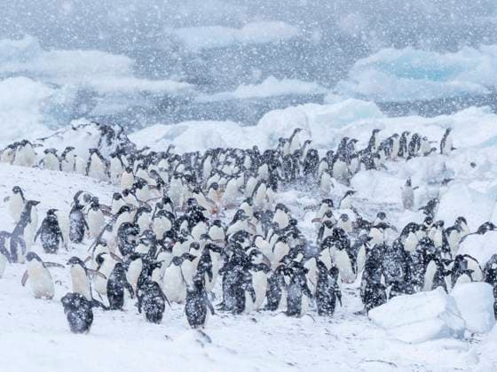 Adelie penguins (Pygoscelis adeliae), marching on the beach in a snowstorm, Brown Bluff, Antarctic Sound, Antarctica, Polar Regions Copyright: MichaelxNolan 1112-6349