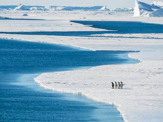 A group of emperor penguins (Aptenodytes forsteri), on the ice near Snow Hill Island, Weddell Sea, Antarctica, Polar Regions Copyright: MichaelxNolan 1112-6388
