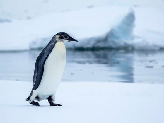 A young emperor penguin (Aptenodytes forsteri) hauled out on the ice near Snow Hill Island, Weddell Sea, Antarctica, Polar Regions Copyright: MichaelxNolan 1112-6390