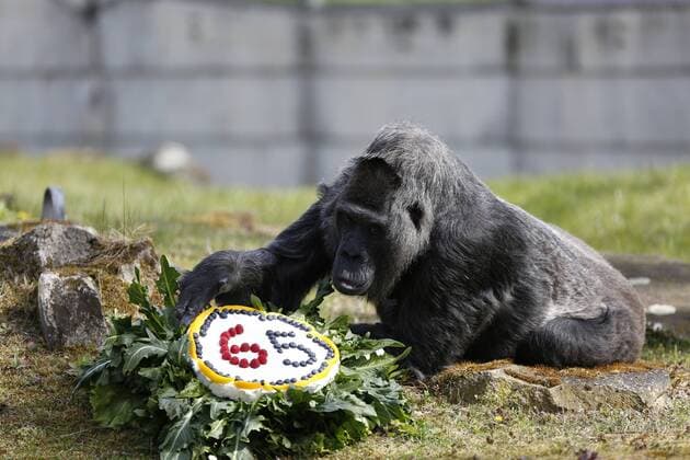 Bilder des Jahres 2022, Entertainment 04 April Entertainment Themen der Woche KW15 Entertainment Bilder des Tages Germany: Gorilla Fatou turns 65 today Berlin: For the oldest gorilla in the world, animal keepers have prepared a colorful birthday cake in the outdoor enclosure in the Berlin Zoological Garden. The picnic embroidered with fruits, vegetables, eggs and rice cakes. The photo shows the gorilla lady in the outdoor enclosure. Berlin Mitte Germany The Berlin Zoological Garden, Hardenbergpl. 8, 10787 Berlin Copyright: SimonexKuhlmey