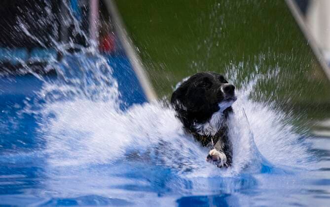 (220416) -- MISSISSAUGA, April 16, 2022 -- A pet dog jumps into a pool during the Dog Dock Diving Competition at the 2022 Spring Canadian Pet Expo in Mississauga, the Greater Toronto Area, Canada, on April 16, 2022. As one of the most popular canine sports, this competition is held here from April 15 to 17 with the participation of dozens of pet dogs and their owners. (Photo by Xinhua) CANADA-MISSISSAUGA-DOG DOCK DIVING ZouxZheng 