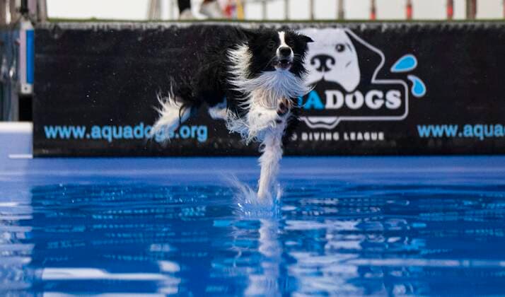 (220416) -- MISSISSAUGA, April 16, 2022 -- A pet dog jumps into a pool during the Dog Dock Diving Competition at the 2022 Spring Canadian Pet Expo in Mississauga, the Greater Toronto Area, Canada, on April 16, 2022. As one of the most popular canine sports, this competition is held here from April 15 to 17 with the participation of dozens of pet dogs and their owners. (Photo by Xinhua) CANADA-MISSISSAUGA-DOG DOCK DIVING ZouxZheng 