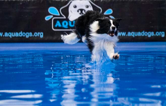 (220416) -- MISSISSAUGA, April 16, 2022 -- A pet dog jumps into a pool during the Dog Dock Diving Competition at the 2022 Spring Canadian Pet Expo in Mississauga, the Greater Toronto Area, Canada, on April 16, 2022. As one of the most popular canine sports, this competition is held here from April 15 to 17 with the participation of dozens of pet dogs and their owners. (Photo by Xinhua) CANADA-MISSISSAUGA-DOG DOCK DIVING ZouxZheng 