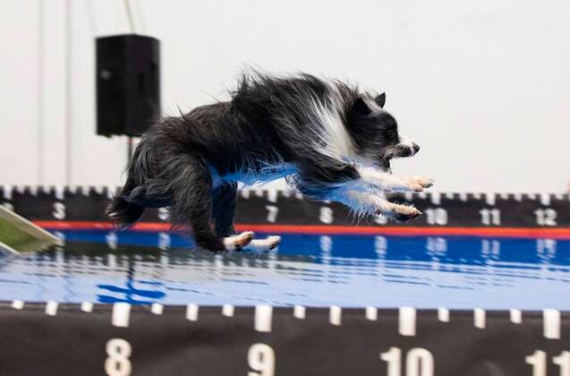 (220416) -- MISSISSAUGA, April 16, 2022 -- A pet dog jumps into a pool during the Dog Dock Diving Competition at the 2022 Spring Canadian Pet Expo in Mississauga, the Greater Toronto Area, Canada, on April 16, 2022. As one of the most popular canine sports, this competition is held here from April 15 to 17 with the participation of dozens of pet dogs and their owners. (Photo by Xinhua) CANADA-MISSISSAUGA-DOG DOCK DIVING ZouxZheng 
