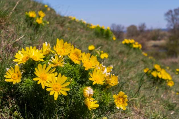 Auf den Oderhängen bei Lebus (Landkreis Märkisch-Oderland) blühen die Adonisröschen (Adonis vernalis). Die Pflanze stammt ursprünglich aus Sibirien und dem Altei. Hier an der Oder ist es das größte Vorkommen in Deutschland. Foto: Volker Hohlfeld Adonisröschenblüte *** On the slopes of the Oder near Lebus district Märkisch Oderland Adonis vernalis The plant originally comes from Siberia and Altei Here on the Oder it is the largest occurrence in Germany Photo Volker Hohlfeld Adonis vernalis bloom