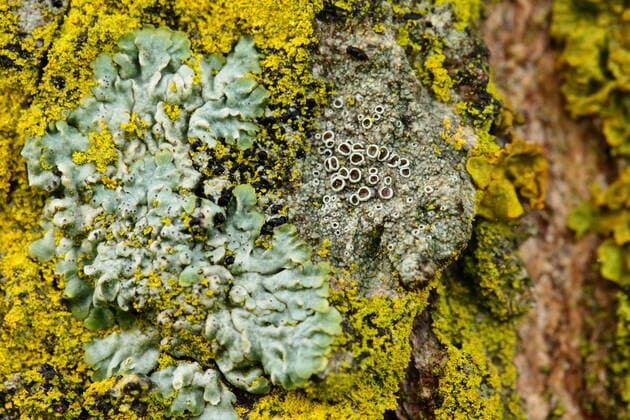 Creative Highlights World Closeup of a yellow mushroom on tree bark , 12559068.jpg, yellow, mushroom, macro, bark, detail, background, branch, brown, closeup, covering, crack, dry, environment, forest, grain, gray, jungle, lichen, lumber, material, moss, natural, nature, oak, old, pattern, pine, plant, rough, rugged, stump, surface, texture, textured, timber, tree, trunk, wood, wooden, yellow, close-up, green, wet, blurred, bokhen,