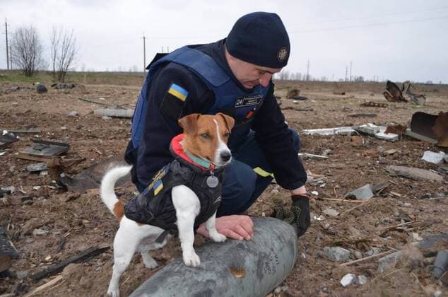 News Bilder des Tages VIDEO AVAILABLE: CONTACT INFO@COVERMG.COM These images and video show a Ukrainian pyrotechnic squad at work in Shestovytsia in the Chernihiv region on Tuesday (19April2022), greeting children and another dog alongside their beloved mascot Patron (aka ?Bullet? in translation). Among the tanks and armoured vehicles, a huge number of shells, mortar mines, grenades, ammunition State Emergency Service of Ukraine sappers are clearing the territory of dangerous materials. The Jack Russell terrier has become something of an internet hit for his exploits - which have involved helping Ukrainian soldiers sniff out and locate mines and explosives. To make people aware of mine safety issues, rescuers are interviewing locals and handing out warni Copyright: xx 51429176 EDITORIAL USE ONLY. NOT FOR USE BY NEWSPAPERS BASED IN THE UK.