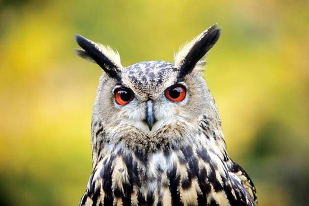Uhu, Europaeischer Uhu (Bubo bubo), Portraet, Deutschland northern eagle owl (Bubo bubo), portrait, Germany BLWS665118 *** Eagle owl, European eagle owl Bubo bubo , portrait, Germany northern eagle owl Bubo bubo , portrait, Germany BLWS665118 Copyright: xblickwinkel McPHOTO I.xSchulzx