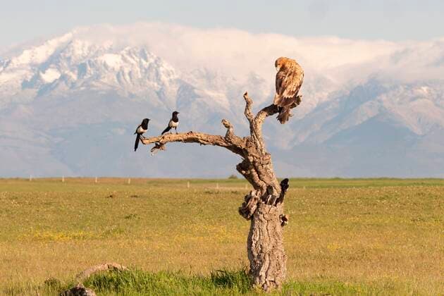 Creative Highlights World Kaiseradler (Aquila adalberti) Jungvogel auf der Sitzwarte mit Elstern (Pica pica), im Hintergrund das Gebirge Sierra de Gredos, Extremadura, Spanien, Europa *** Imperial eagle Aquila adalberti young bird on perch with magpies Pica pica , in the background the Sierra de Gredos mountains, Extremadura, Spain, Europe Copyright: imageBROKER/DieterxMahlke ibxdim08257241.jpg