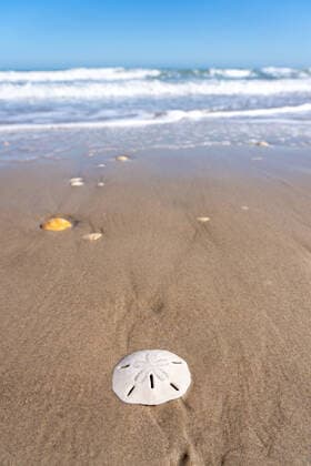 Creative Highlights World A sand dollar, the rigid skeleton of a sea urchin, washed up on the beach by the waves on South Padre Island, Texas. The endoskeleton of a sea urchin is called a test. South Padre Island Texas United States Copyright: xJonxG.xFullerx 0235-JGF-sand dollar-South Padre Island-US-TX