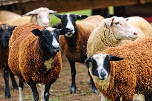 IMAGO Creative, Biodynamische Landwirtschaft Group of cute sheep standing on small scale biodynamic farm , 12703562.jpg, sheep, group, farm, lambs, animal, livestock, ewe, standing, herd, natural, organic farming, agriculture, sustainable, sustainability, organic, biodynamic, free-running, free-range, natural farming, farming, grass, grazing, meadow, graze, green, farmland, summer, free, freely, zwartbles, wooly, various, animals, many, fleecy, wool, black, brown, white, lamb, rural, outdoor, outside, nature, field, free run, free range, biodynamics,