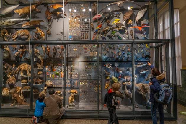 Visitors at the Museum of Natural History in Berlin Mitte Photo Volker Hohlfeld At the Museum of Natural History