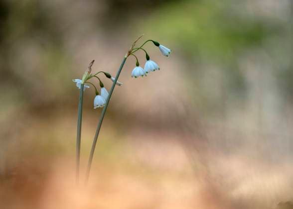 Blue spring snowflakes (Leucojum vernum) blooming in spring, Ehingen Baden-Württemberg Deutschland BSTF00201