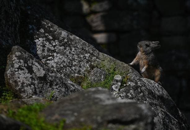 Historic Sanctuary Of Machu Picchu A chinchilla seen inside the ancient Inca city of Machu Picchu located in the Andes at an altitude of 2,430 meters (7,970 feet). The most famous icon of the Inca civilization was declared a Peruvian Historical Sanctuary in 1981, a UNESCO World Heritage Site in 1983, and in 2007 was then declared one of the Seven New Wonders of the World. On Wednesday, 20 April 2022, in Historic Sanctuary of Machu Picchu, Urubamba Province, Peru. Machu Picchu Peru  Copyright: xArturxWidakx originalFilename: widak-historic220420_npuMQ.jpg