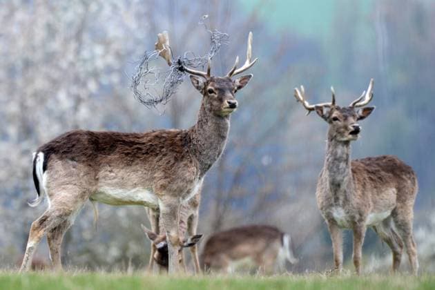 IMAGO Creative: Jahreszeit Frühling, Frühlingsanfang am 20. März Bilder des Jahres 2022, Entertainment 04 April Entertainment Themen der Woche KW16 Entertainment Bilder des Tages April 24, 2022, Skalice, Czech Republic: A Fallow deer (Dama dama) with a piece of fence on the antlers on the grassy meadow during spring day in the Czech Republic. Skalice Czech Republic - ZUMAr156 20220424_zap_r156_002 Copyright: xSlavekxRutax