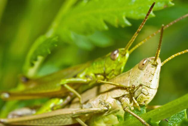 Creative Highlights World Grasshoppers, the marriage ritual in the branches of herbs , 369140.jpg, animals, insects, grasshoppers, marriage, ritual, nature, macro, close-up, jumping, green, legs, locusts, antenna, eyes, backgrounds, wildlife, grass, cricket, wings, summer, leaf, invertebrate, outdoors, orthoptera, beetle, organism, bugs, mandible, plant, spring, grig,