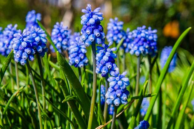 Garden Grape-hyacinth, Muscari armeniacum, flowering in Pruhonice, Czech Republic on April 23, 2022. (CTKxPhoto LiborxSojka) CTKPhotoF202204250555801 