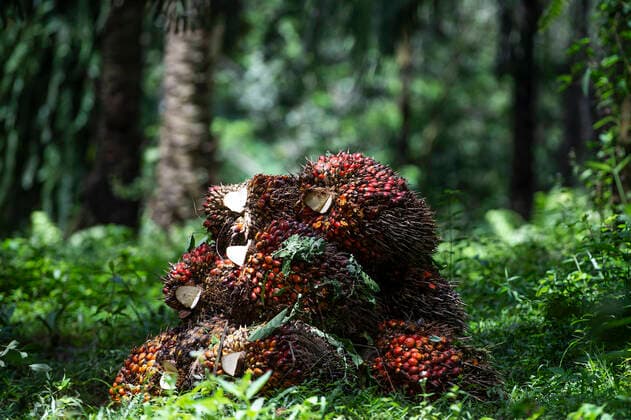 IMAGO Nature: Unsere Erde, Umweltverträgliche Herausforderungen des 21. Jahrhunderts, Palmöl (220426) -- BOGOR, April 26, 2022 -- Palm fruits are seen on the ground after harvesting at a plantation in Bogor, West Java, Indonesia, on April 26, 2022. The Indonesian government has recently announced that starting April 28, it will suspend exports of crude palm oil (CPO) and its derivatives to ensure domestic supplies. As the world s largest palm oil producing country, Indonesia has been suffering acute shortages and high prices of cooking oil, which derives mainly from palm oil, since the end of last year. ) INDONESIA-BOGOR-PALM PLANTATION VerixSanovri 