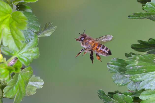 Honey bee Apis mellifera , in flight, highspeed nature photo, between leaves of gooseberry Ribes uva crispa , Siegerland, North Rhine Westphalia, Germany, Europe Copyright: imageBROKER/FriedhelmxAdam ibxada08270517.jpg