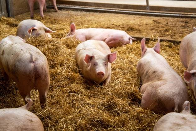 Artgerechte Schweinehaltung in einem Landwirtschaftsbetrieb in Nordbaden, mit Haltung in stabilen Stallgruppen, Tageslichteinfall, Stroh, Einzelfressständen und separatem Kotbereich *** Species-appropriate pig husbandry on a farm in North Baden, with husbandry in stable groups of stalls, daylight, straw, individual feeding stalls and separate manure area Copyright: xx