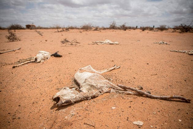 April 14, 2022, Dollow, Jubaland, Somalia: The carcass of goats lie in the sand on the outskirts of Dollow, Somalia. Hundreds of thousands of livestock are thought to have died from hunger and thirst. Dollow Somalia - ZUMAs197 20220414_zab_s197_142 Copyright: xSallyxHaydenx