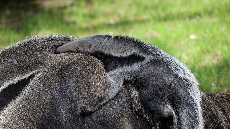 IMAGO Nature: Unsere Erde: Tierwelt: Hässliche Tiere Eduard Bopp Fotografie Zoo Köln Deutschland 21.04.2022 Ameisenbärin und Neugeborenes *** Eduard Bopp photography zoo cologne germany 21 04 2022 female anteater and newborn baby