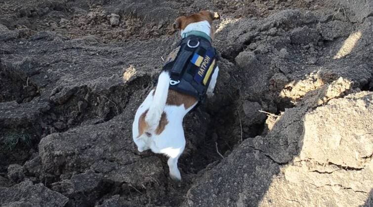 VIDEO AVAILABLE: CONTACT INFO@COVERMG.COM This video shows Ukraine?s heroic hound, Patron, back in action with Chernihiv?s bomb and mine disposal squad, shortly after a visit to a children?s hospital in Kyiv. On Saturday (30April2022), Patron?s pyrotechnician team from the State Emergency Service destroyed 262 explosive devices. The canine bomb disposal expert has become something of an internet star and mascot to Ukrainian pyrotechnicians and is rewarded for his work with his favourite food - cheese. Where: Chernihiv, Ukraine When: 01 May 2022 Credit: State Emergency Service of Ukraine Cover Images **EDITORIAL USE ONLY. MATERIALS ONLY TO BE USED IN CONJUNCTION WITH EDITORIAL STORY. THE USE OF THESE MATERIALS FOR ADVERTISING, M Copyright: xx 51484828 EDITORIAL USE ONLY. NOT FOR USE BY NEWSPAPERS BASED IN THE UK.
